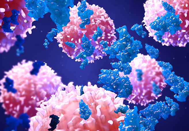 Enzyme greifen Krebszellen an